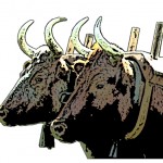 oxen-edited